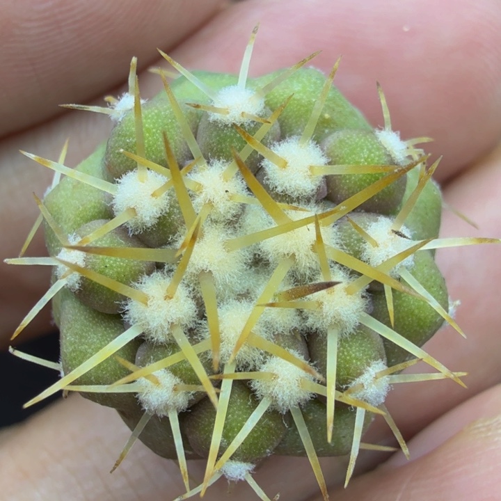 浅***2浅言的孤龙实生透明刺