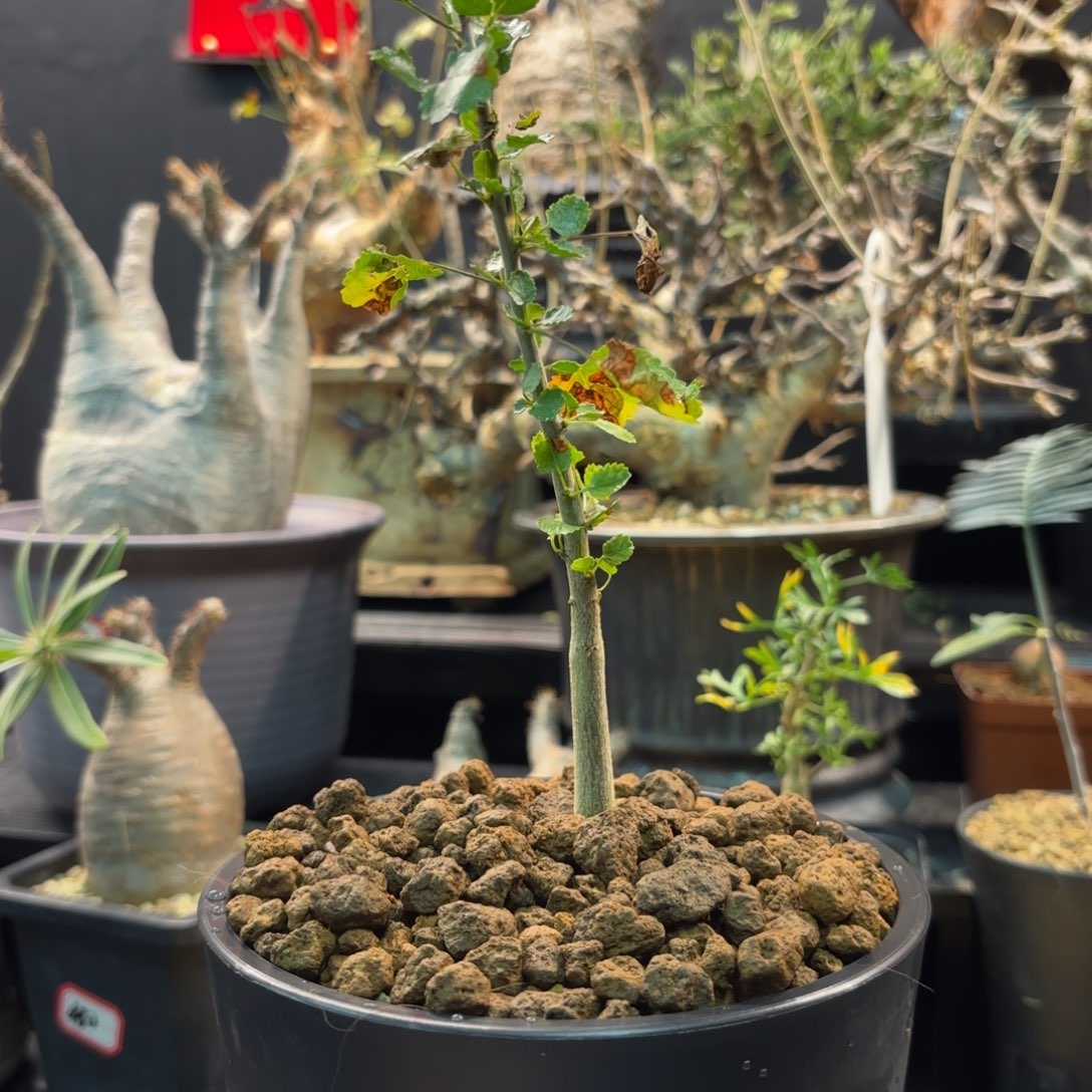 木纳马没药带盆发货
