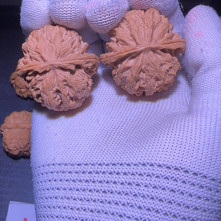 核桃5号福利苹果园核桃