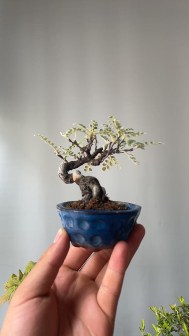 老桩，精品姬山椒意境感满满