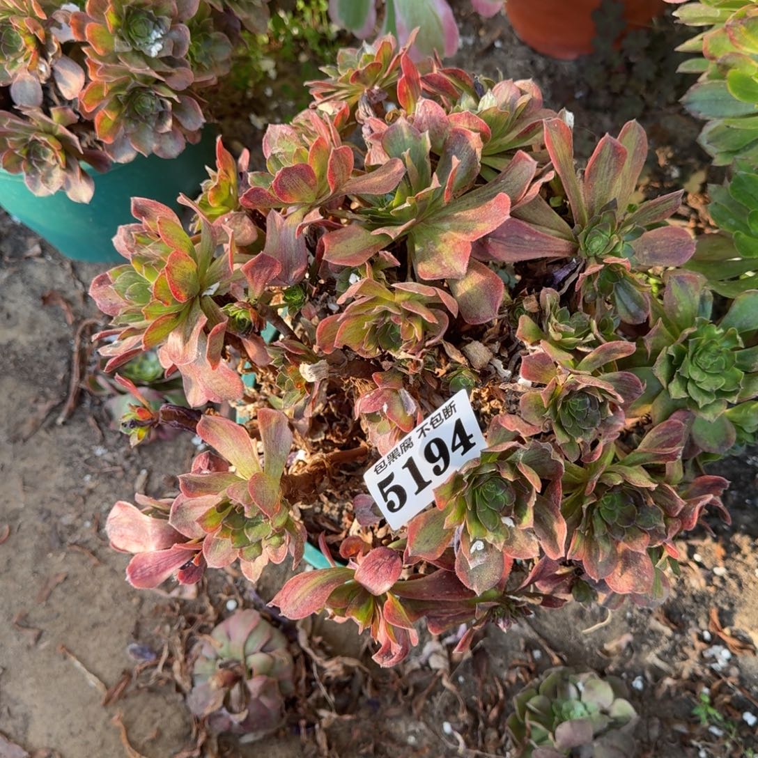 法师斑斓5194 17-26