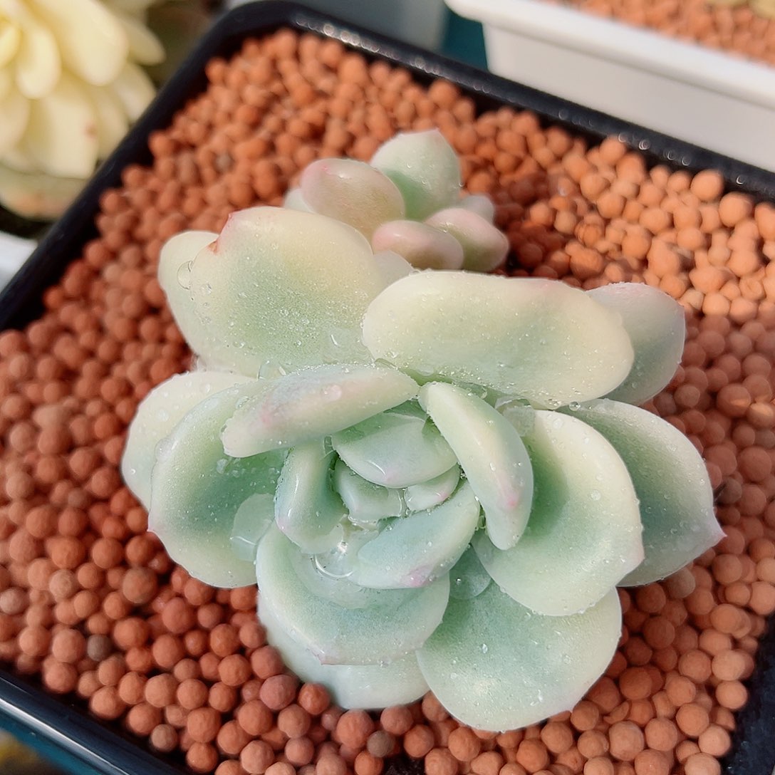 星影锦底座，带三个覆轮锦头