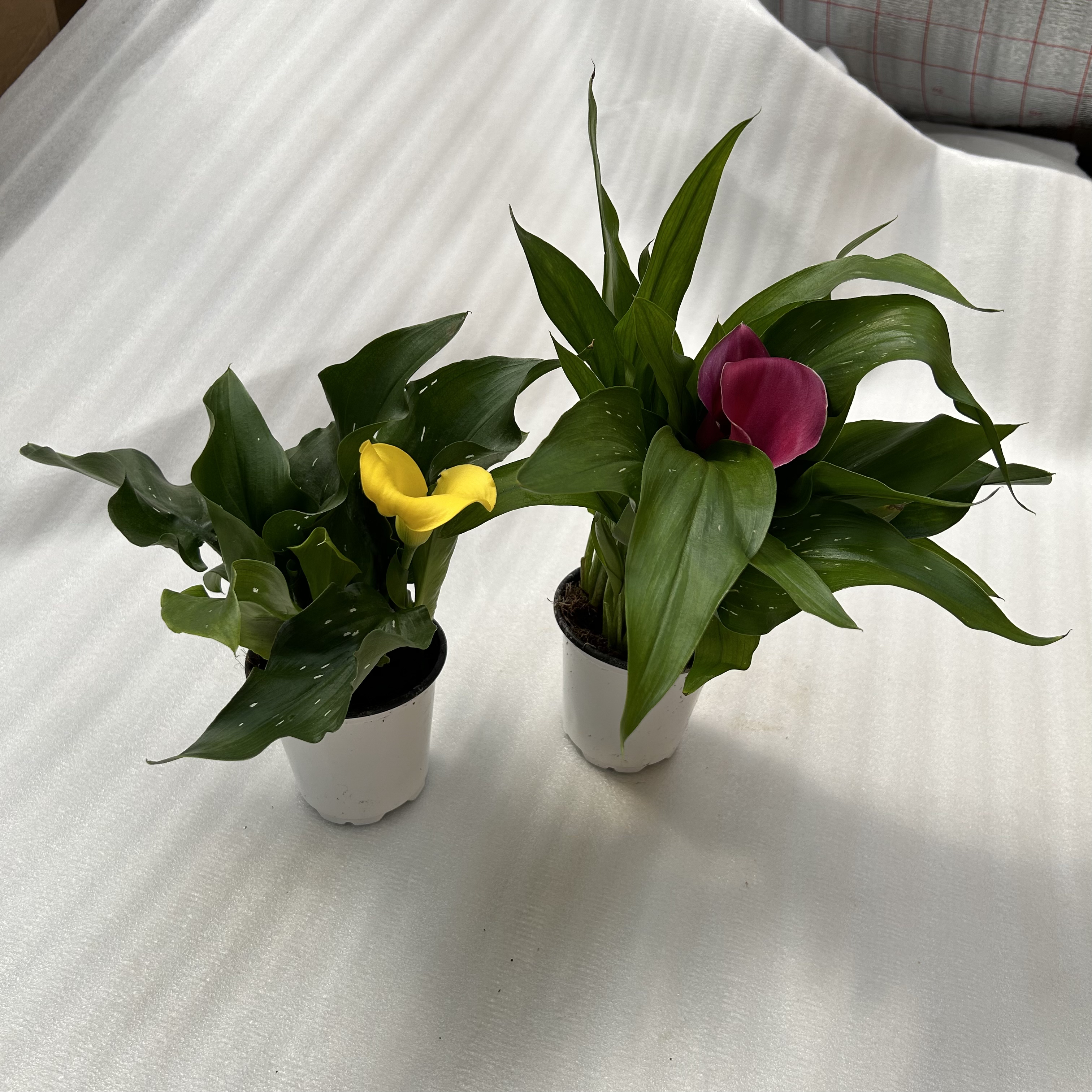 彩色马蹄莲盆栽四季开花室内阳台颜色随机