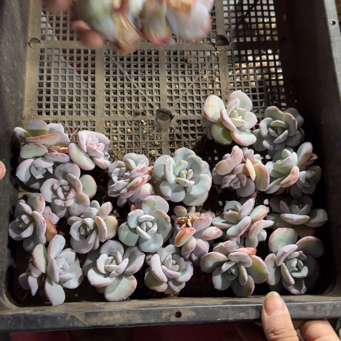 韩版奶茶20颗一物一拍