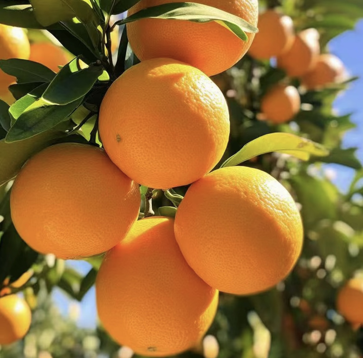 【赣南脐橙】【20斤装】新鲜采摘赣南脐橙皮薄香甜橙香浓郁汁水充足