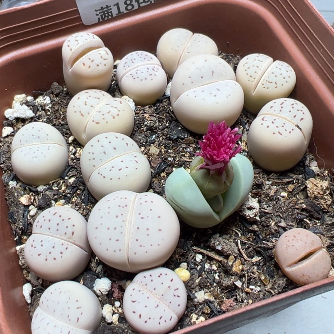 【闪购商品】 1150。     