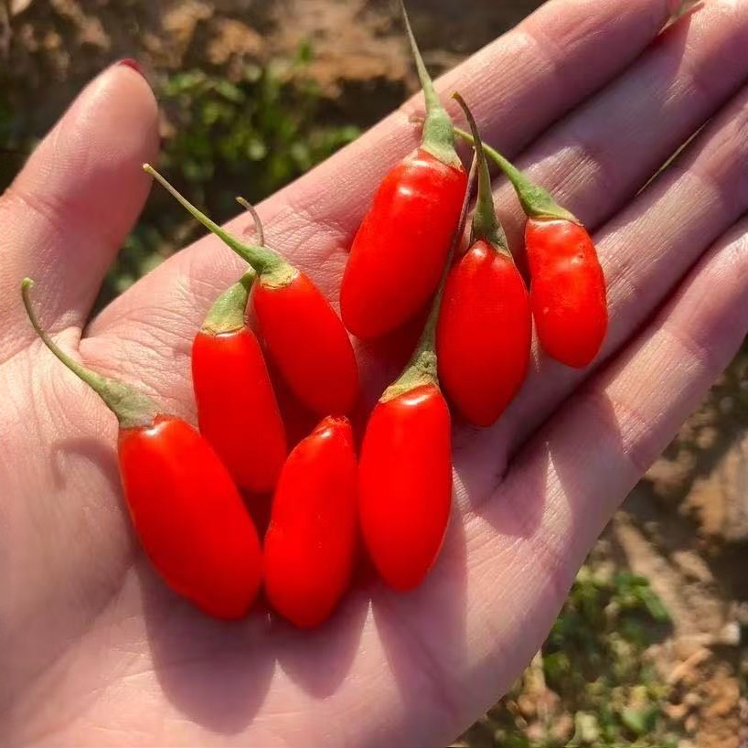 【土疙瘩蕾娃】新  陕北野生枸杞   头茬枸杞饱满营养品质高
