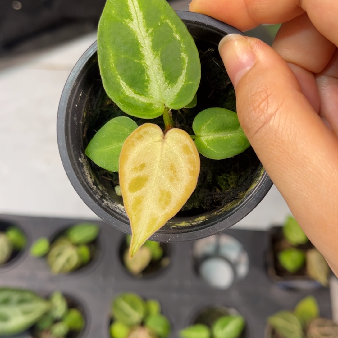 无花朵014 银虎杂银刷子