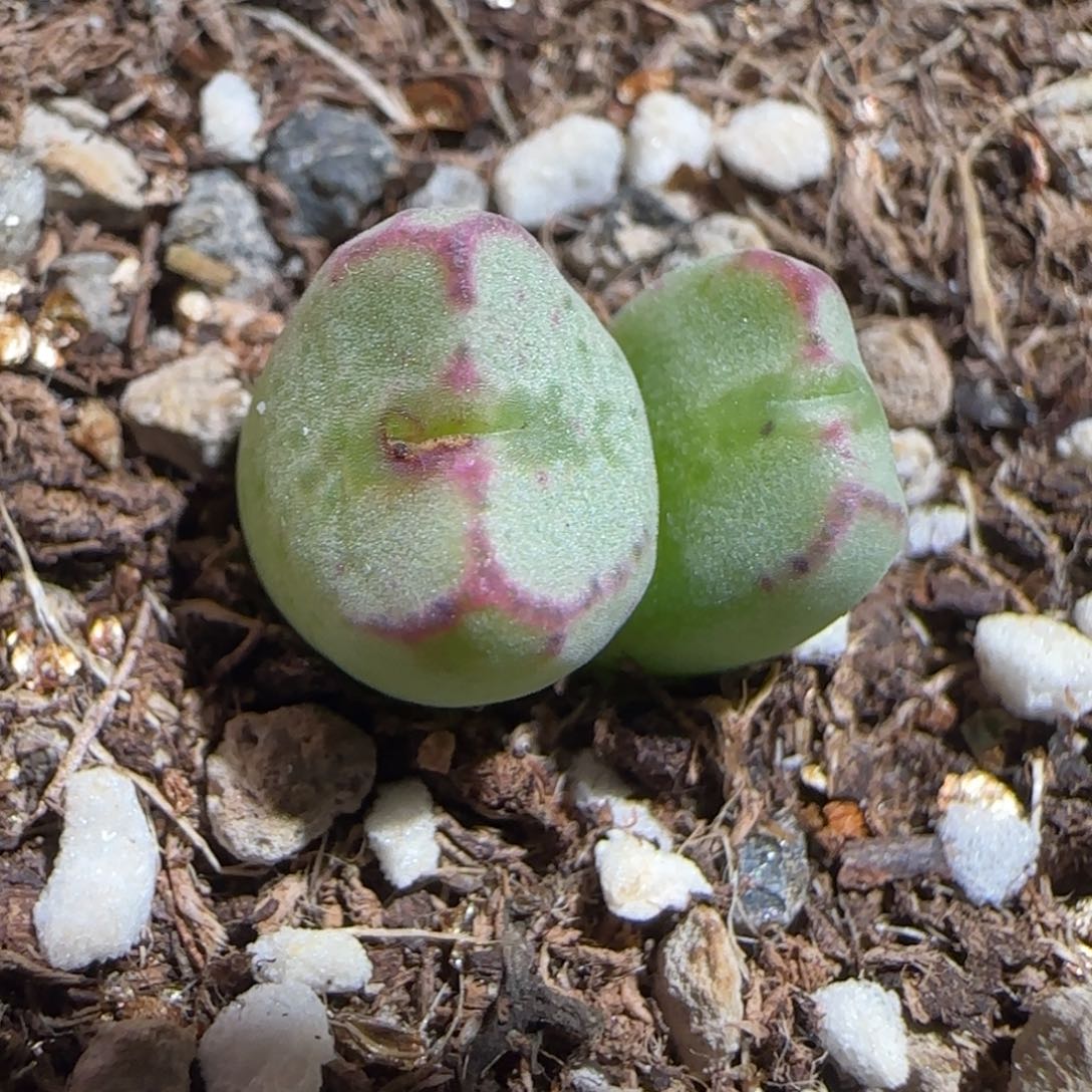 肉锥多肉植物组合-红线元宝1176