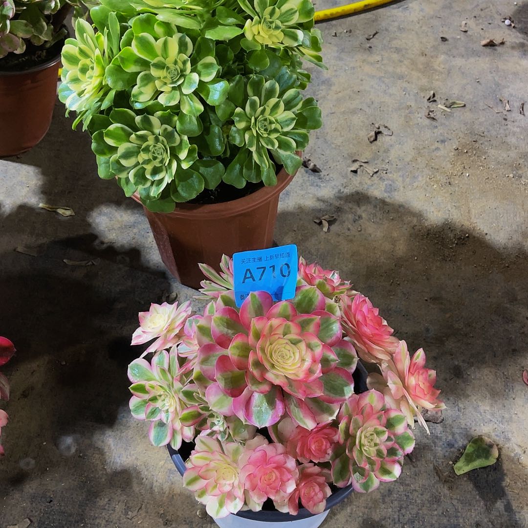 夏***璃倾城710拖土发货