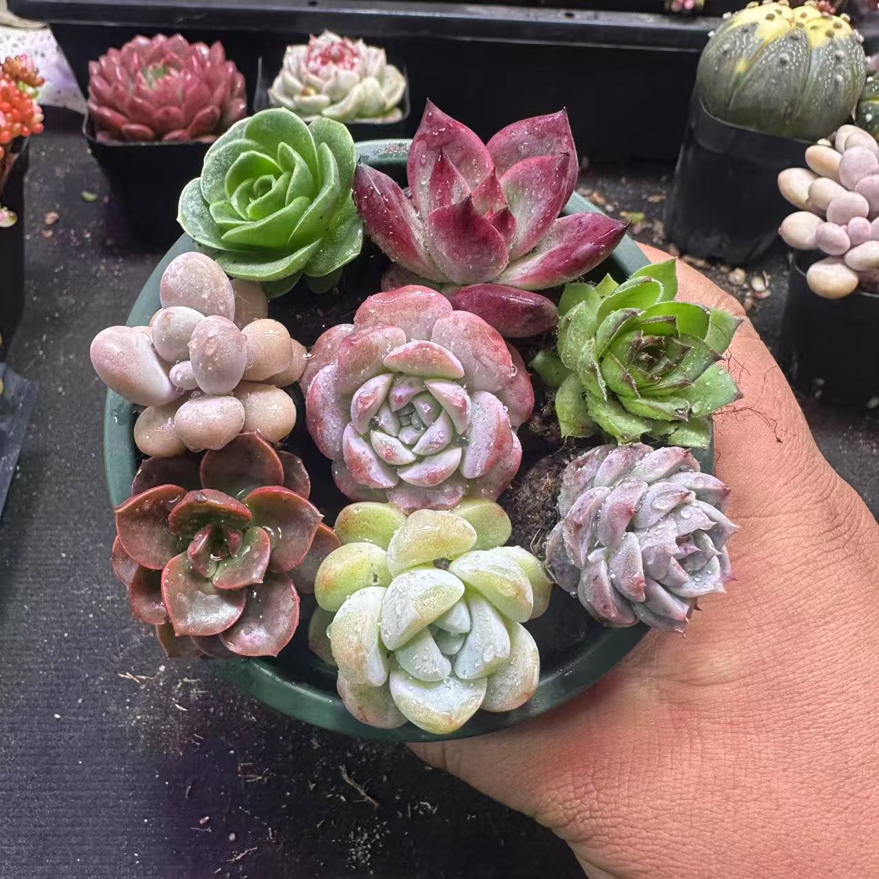 新人全家福8棵带盆