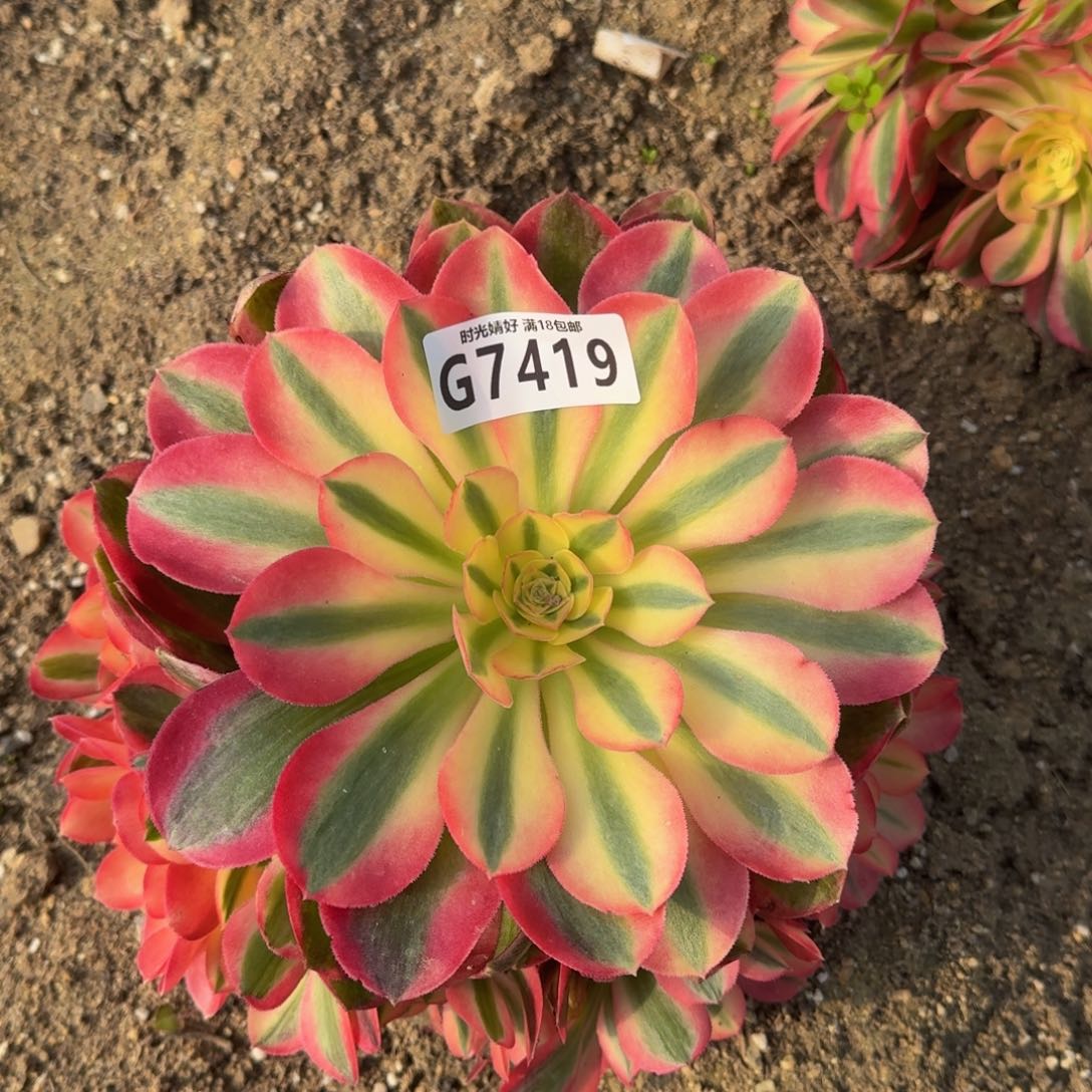 7419粉女巫多肉植物