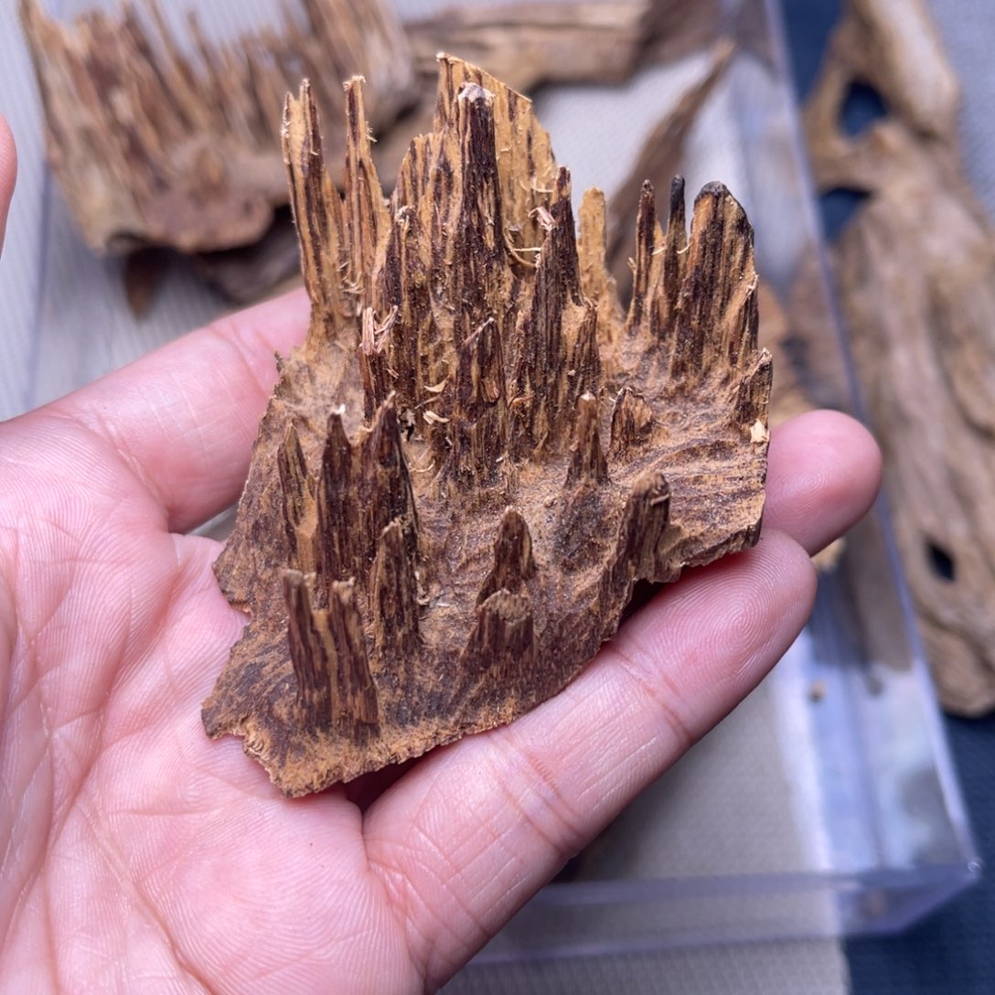 香榧木黎母山吊口8克