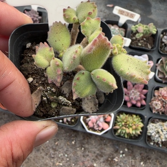 119黄熊多肉植物多