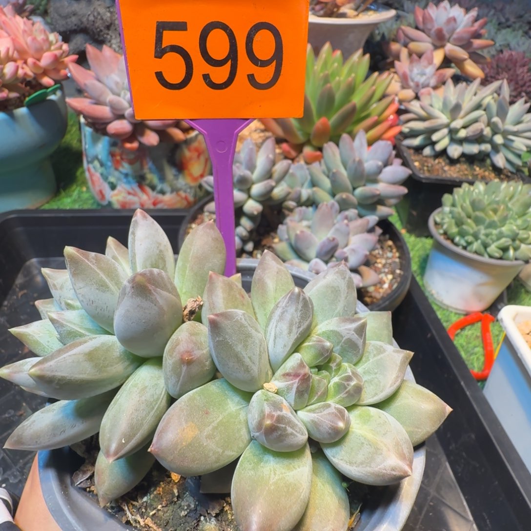 多肉植物一物一拍599