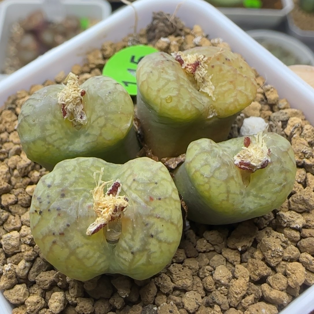 杂交群生多肉植物145