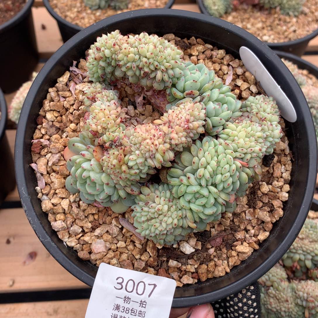 12.5厘米胸花白胖子缀3007