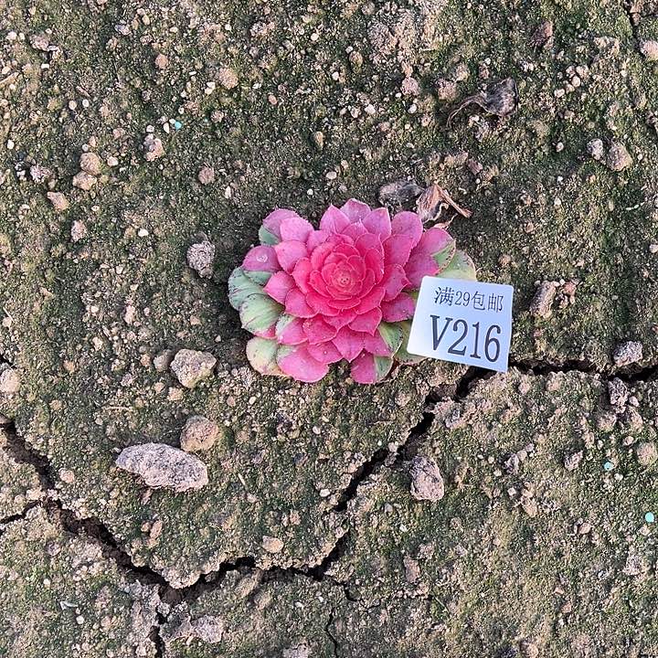 三***妈216知否   多肉植物     