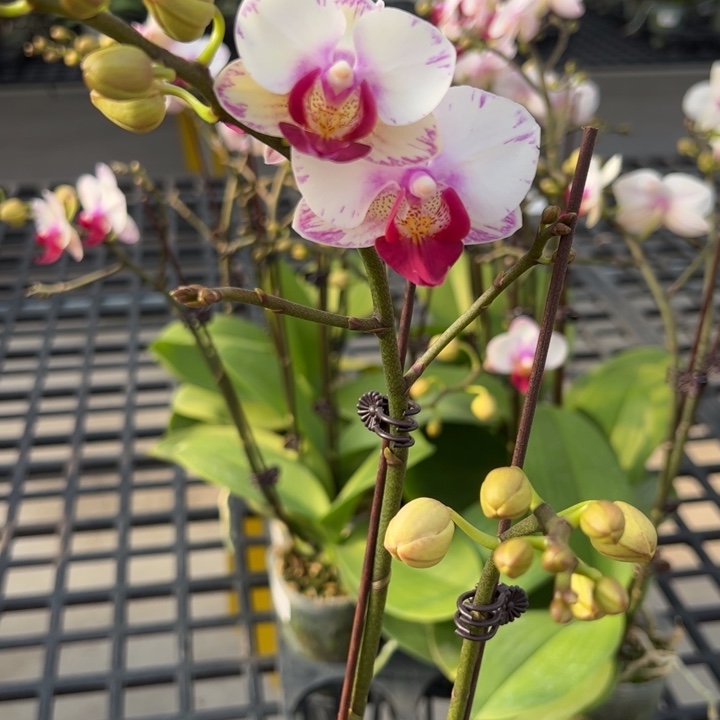 大部分花苞少量开放