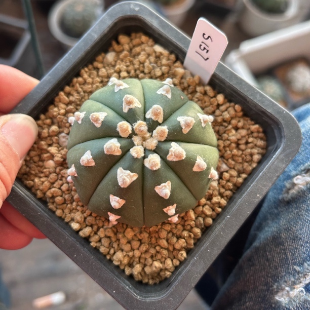 园艺仙人球/兜/实生琉璃V兜5.9cm/s157