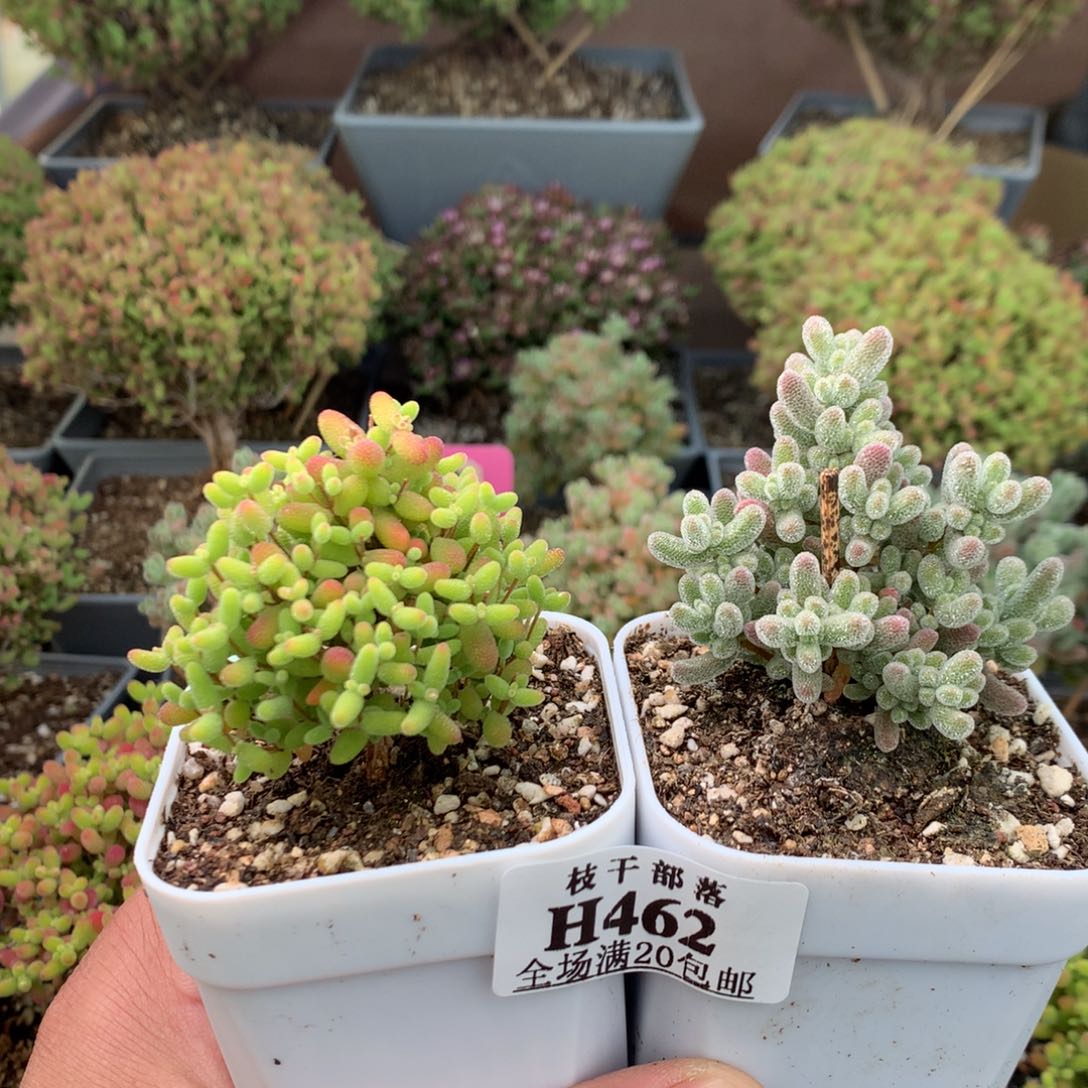 蜜桔➕冰晶462。