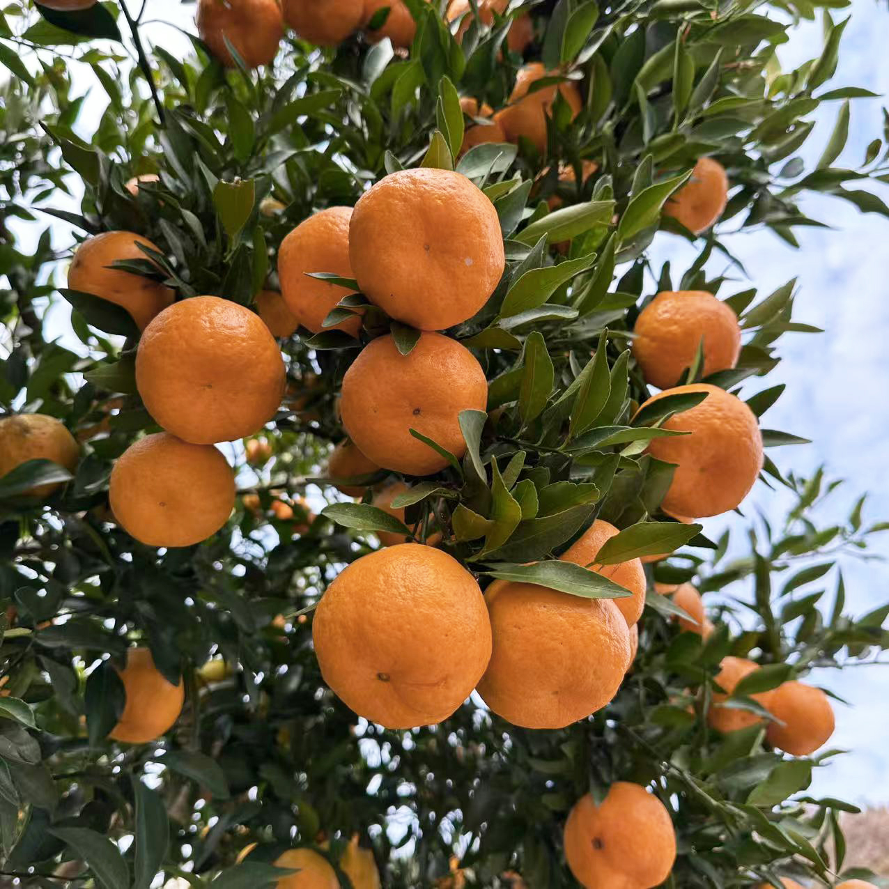 湖北铁炉椪柑树上熟椪柑 正宗恩施鹤峰特产包邮