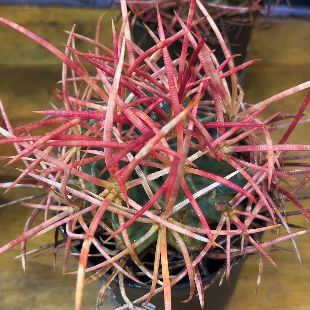 汤圆植物大龙冠原价1380
