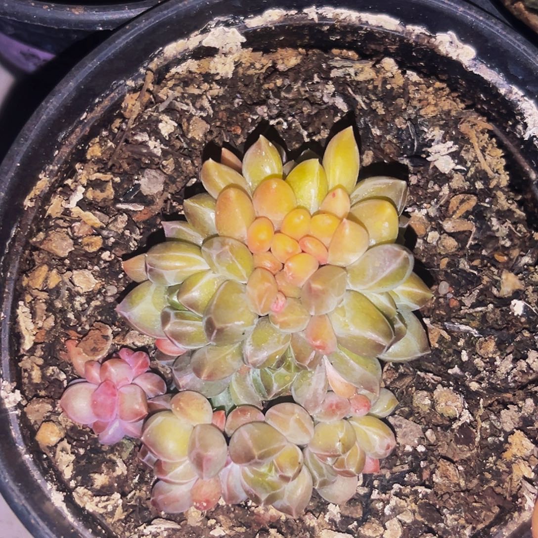 桔云多肉美人精品系列