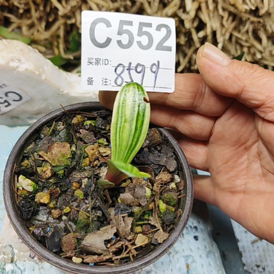 邹***杰完全开放0000000000