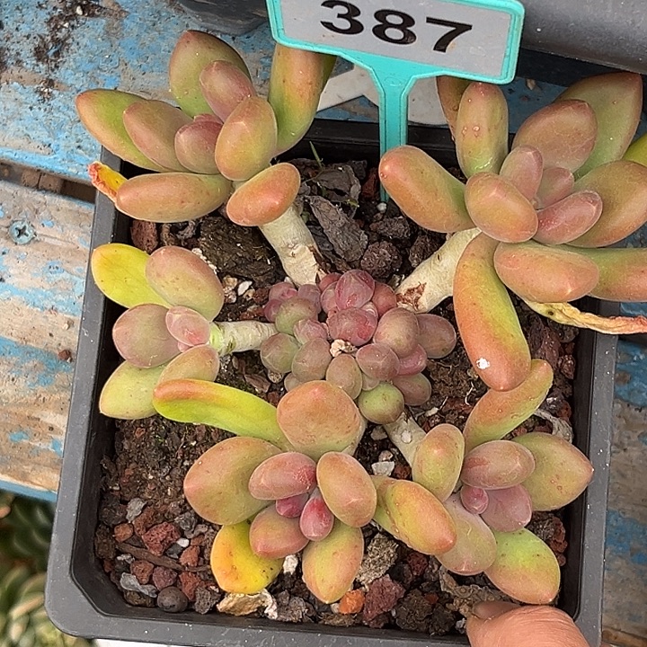 勇***前多肉植物芒果奶sp387