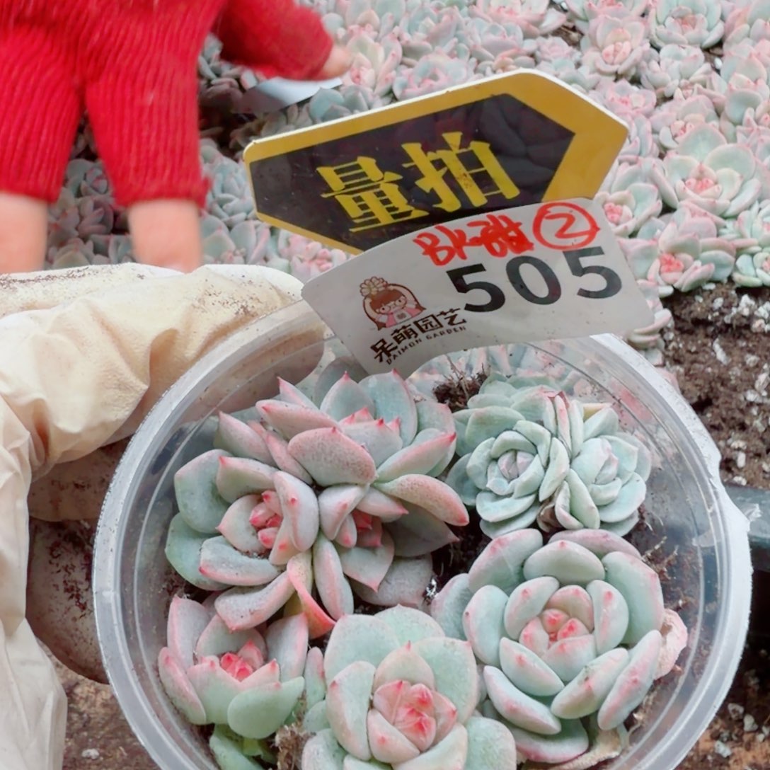 多肉植物多肉植物