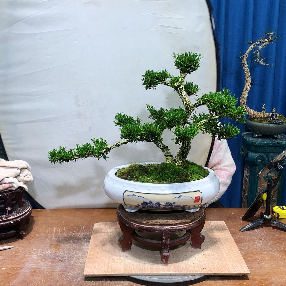 黄杨盆景一物一拍