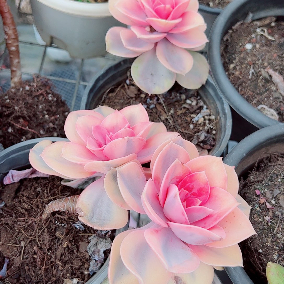 彩虹大单头精品特价二盆