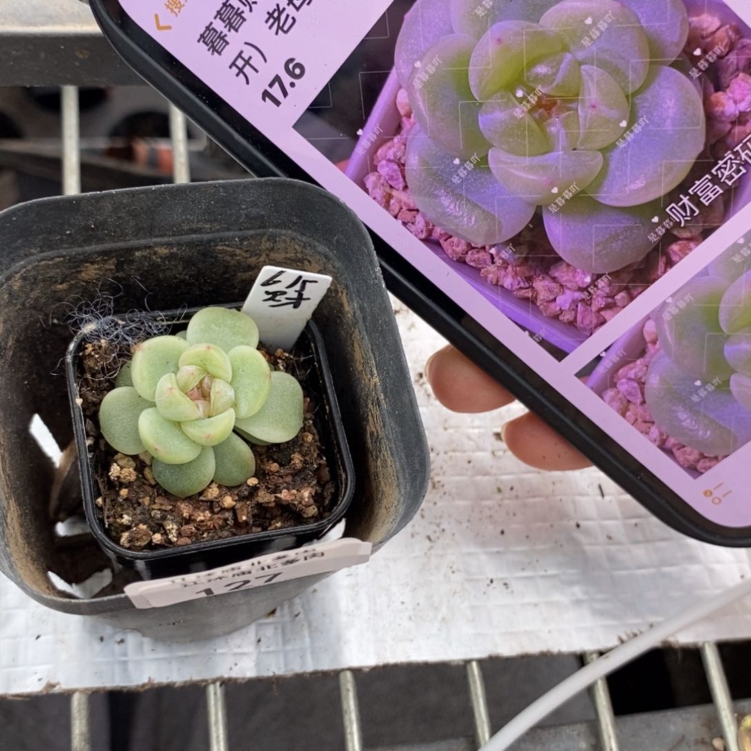 标签127财富615一个多肉