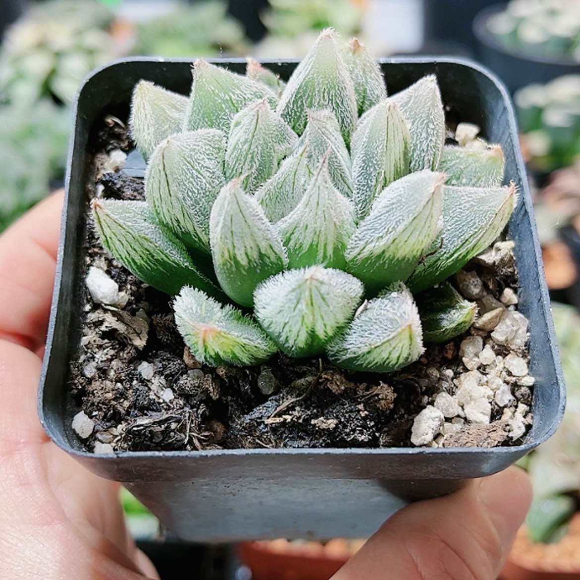 【闪购商品】白狐狸