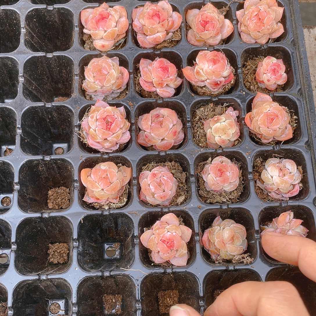 幽兰穴一个满25包邮