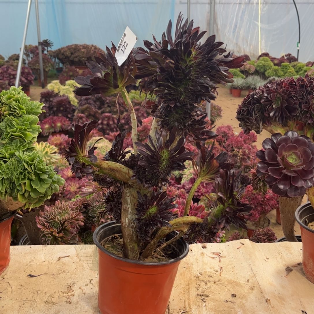 122黑法师缀化多肉植物法师