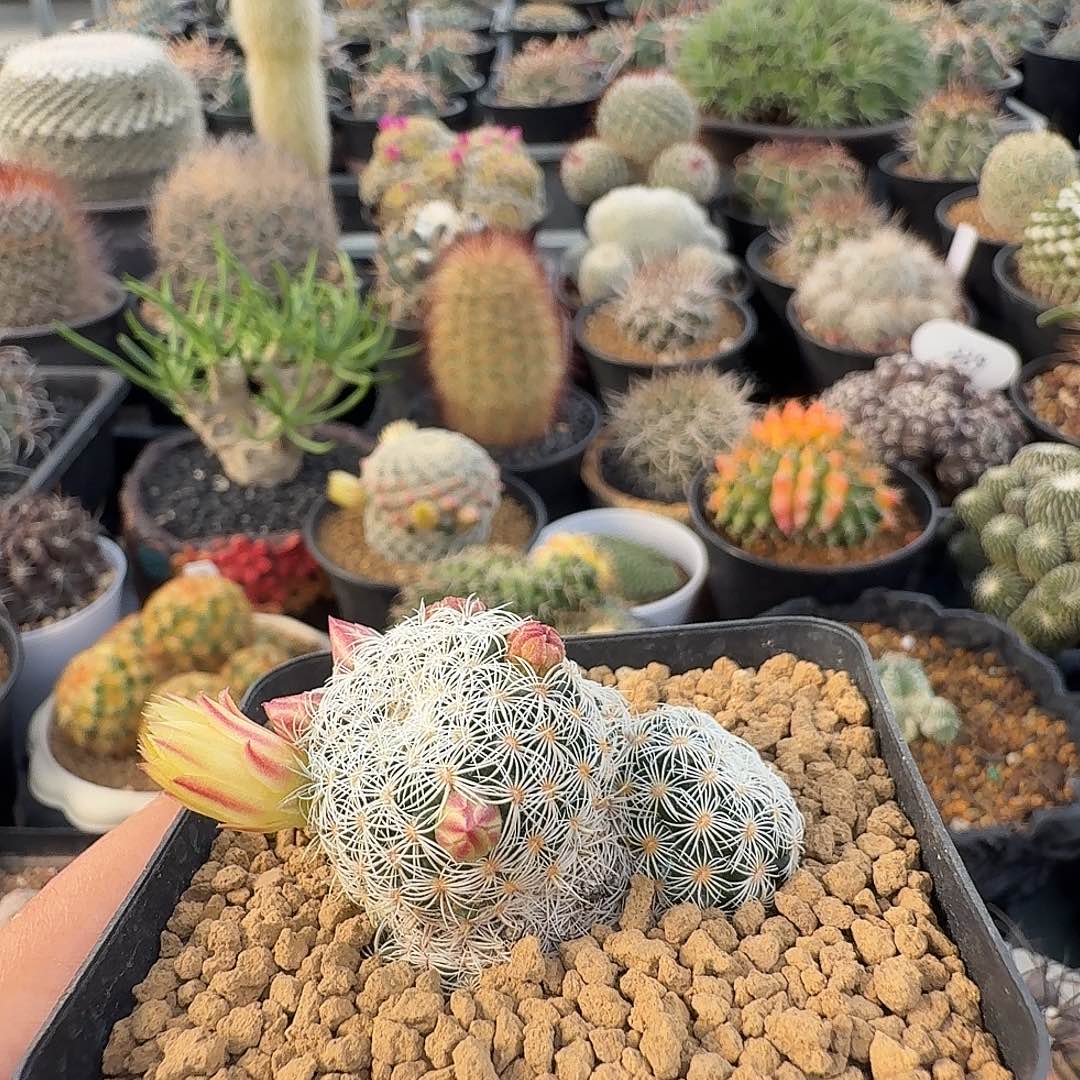 白子法师带盆发货