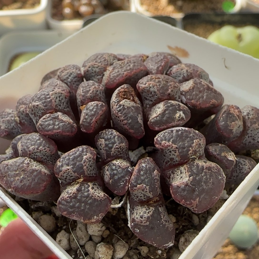 大窗超碟群多肉植物49