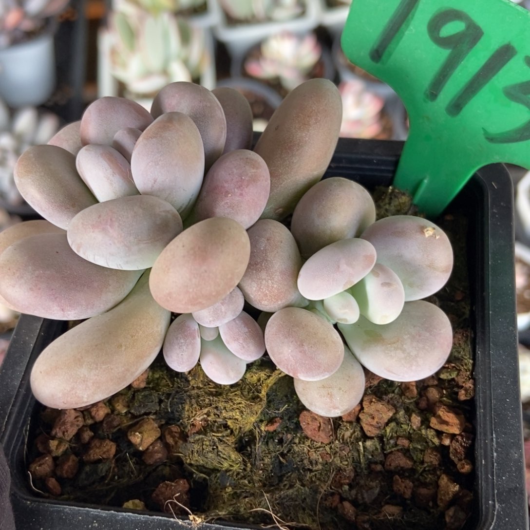 1913奶酪多肉植物保护