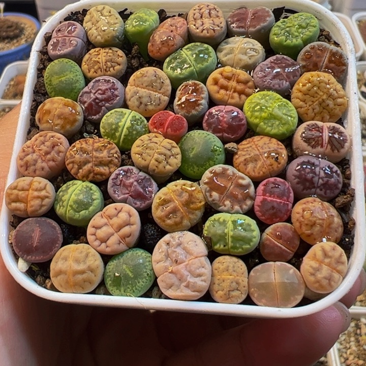 编号组合多肉植物带盆