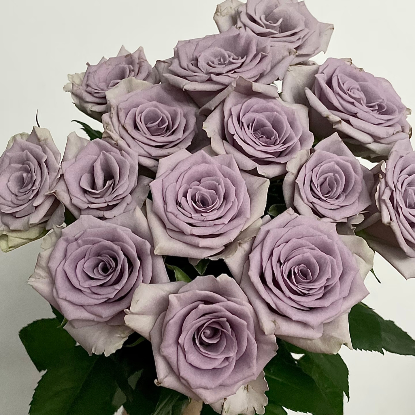 新品 震惊蓝/厌恶蓝 月季切花大花月季花苗庭（1+根接土球发货）