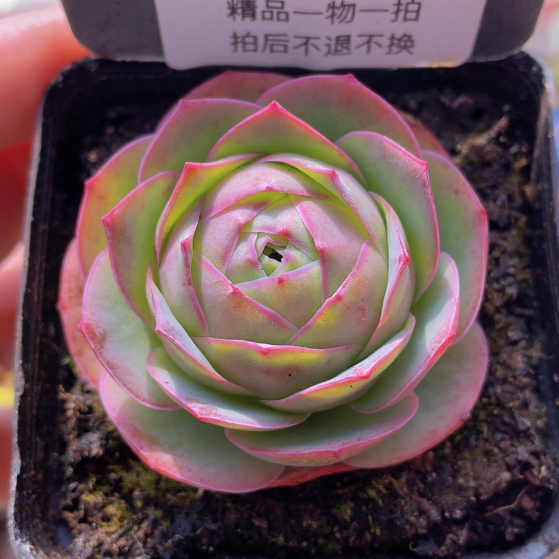 金扶摇玫瑰一物一拍646