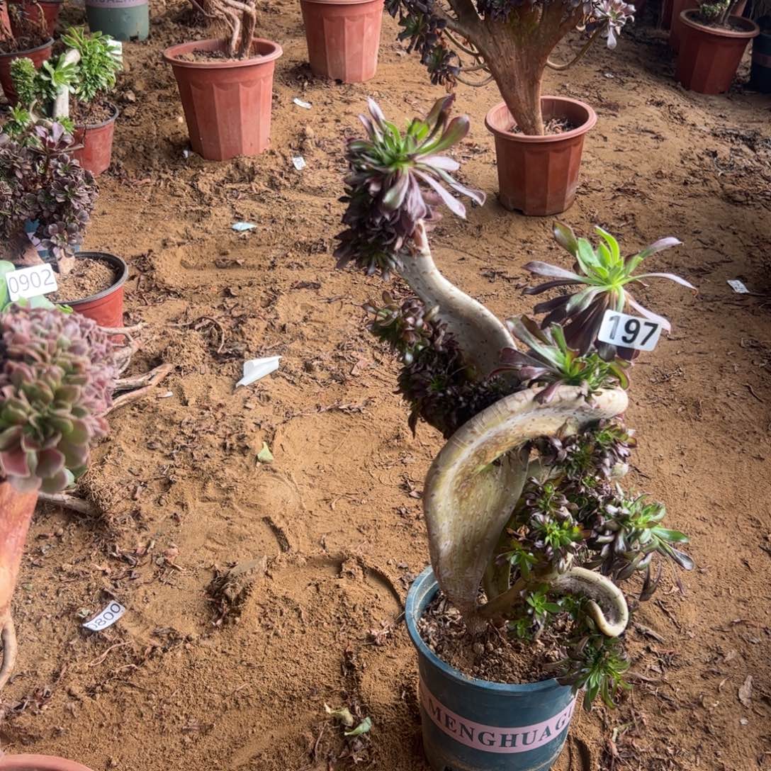 有伤黑缀197高度40厘米