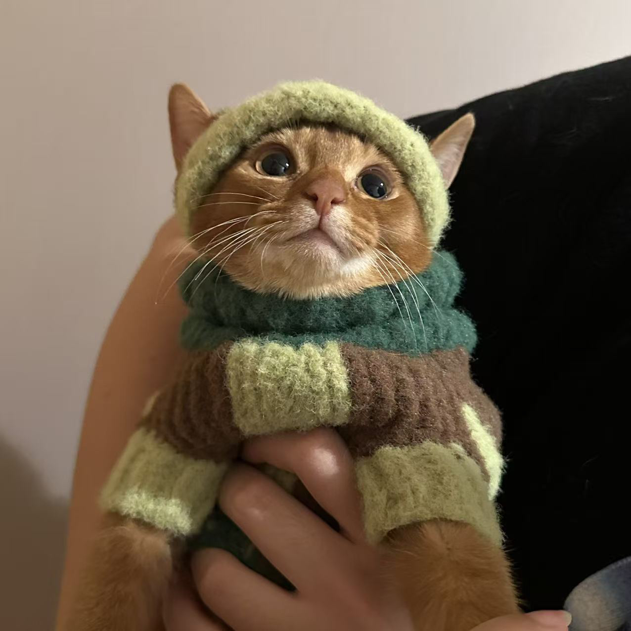 阿比西尼亚猫-活体猫链接埃及猫