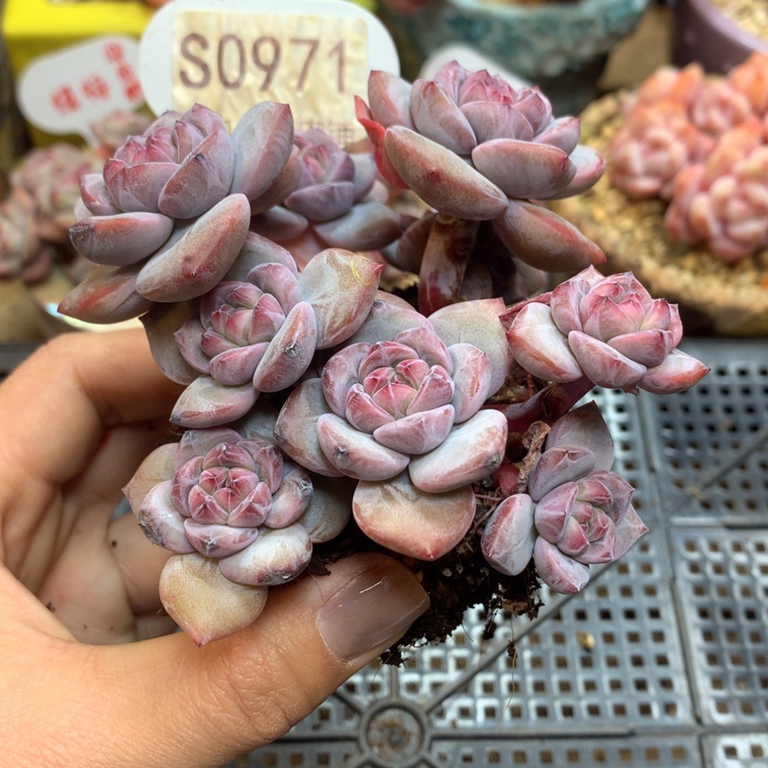 S0971 突尼斯 9头新年开播福利