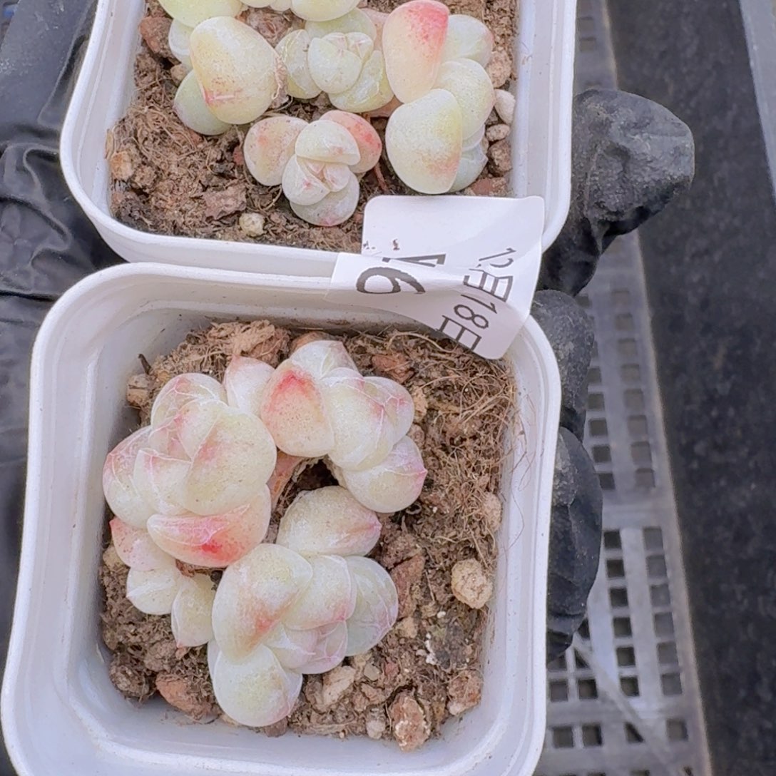 阳***烈冰玉群2颗脱土发货