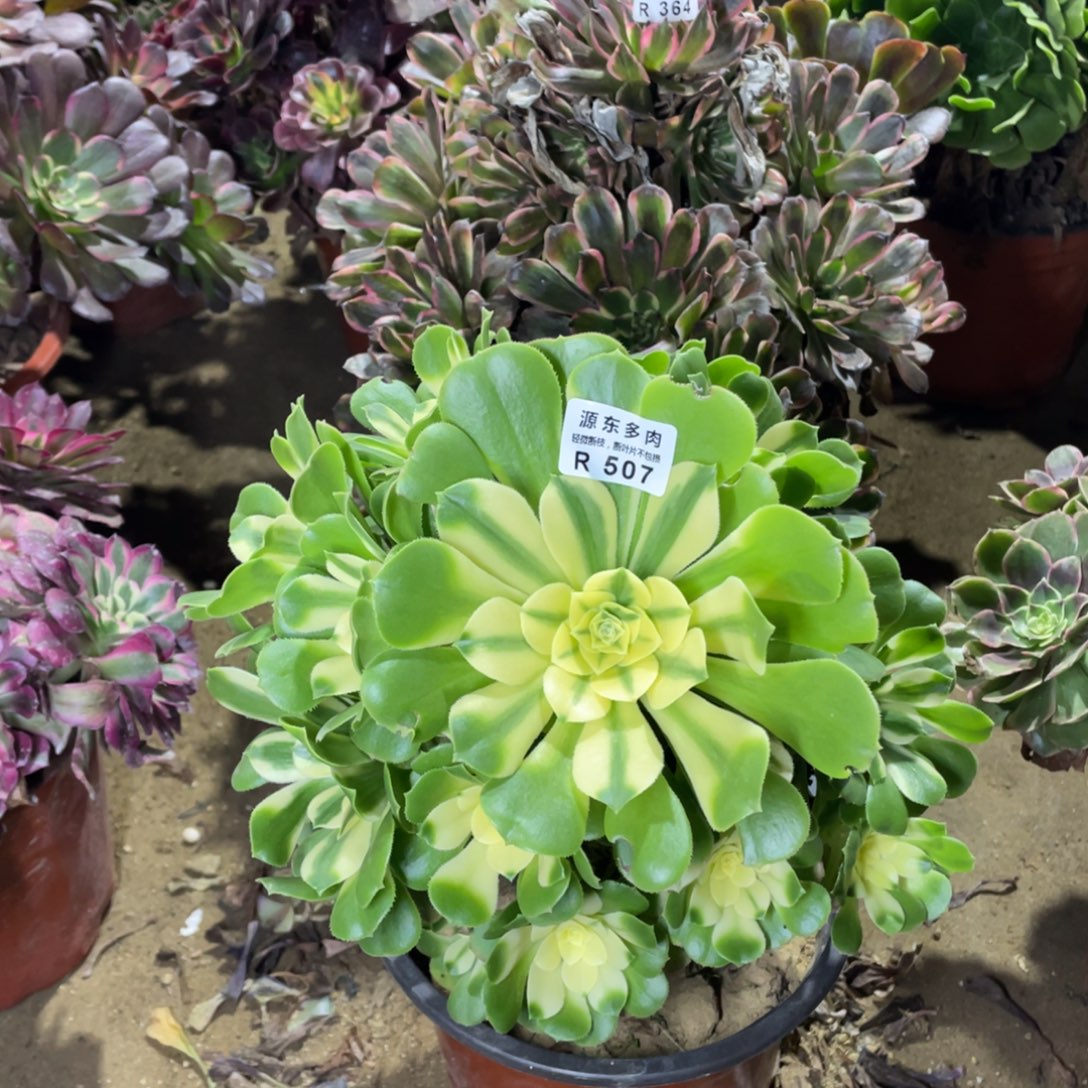 507辛尼多肉法师断枝不包