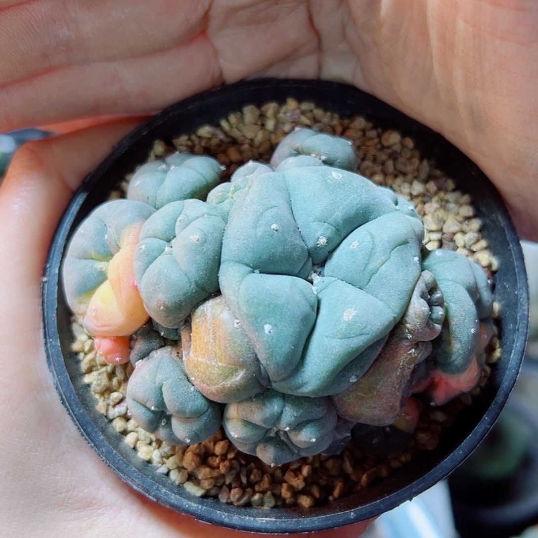 56号自根乌锦带石化8公分