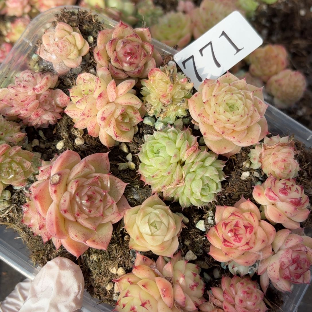 多肉植物多肉植物771